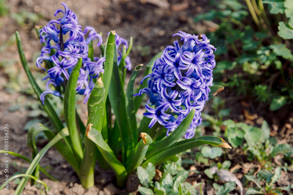 Fototapeta premium Hyacinth blossom in spring sunny garden. Fragrance flower close up