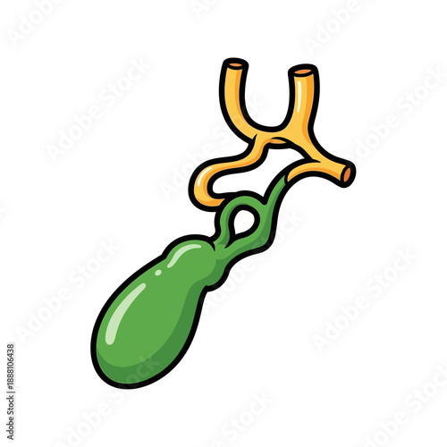 Cartoon style green gallbladder anatomy illustration