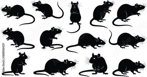 Black rat silhouettes set in multiple poses isolated on white background, rodent animal vector illustration for design and education