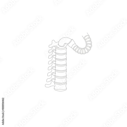 Detailed anatomical illustration of human spine and trachea
