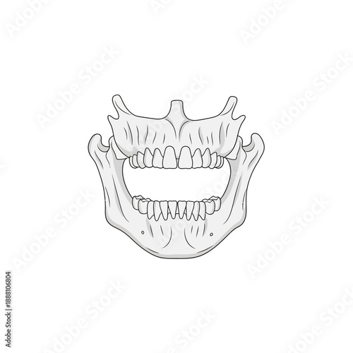 Detailed anatomical illustration of human jawbone with teeth