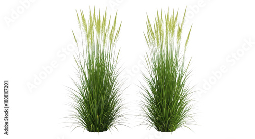 Two potted ornamental grasses