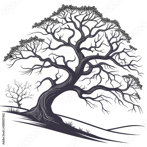 Detailed engraving style illustration of a large, spreading bonsailike tree