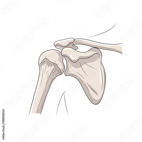 Detailed illustration of human shoulder bones