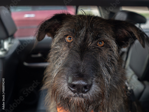 Photography Close-up portrait of a scruffy terrier mix dog looking out from the back seat of
