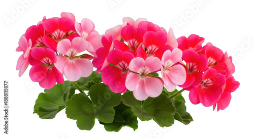 Vibrant pink geranium blooms