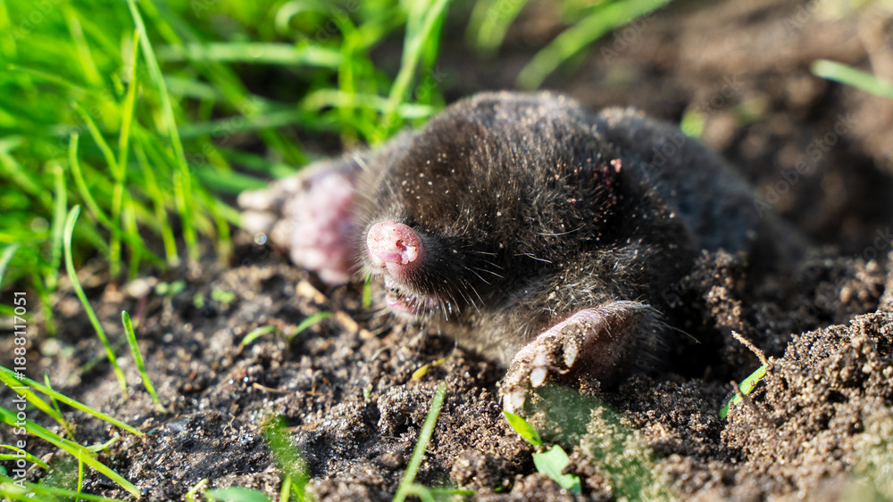 Obraz premium a blind mole crawled out of a hole into the light in a garden plot