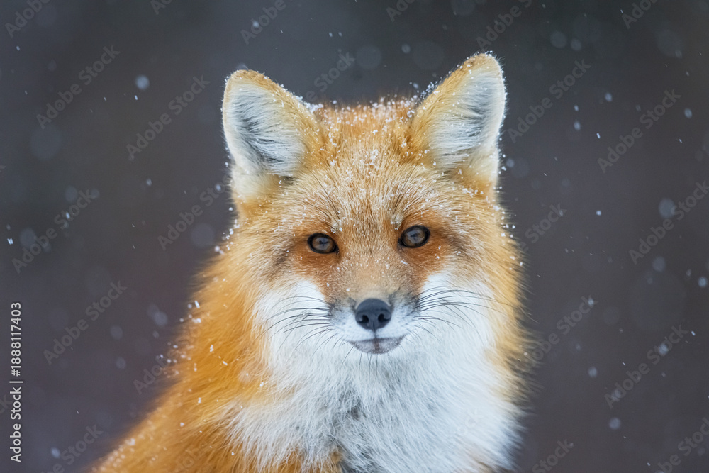 Fototapeta premium Red fox on a snowy day in Canada. 