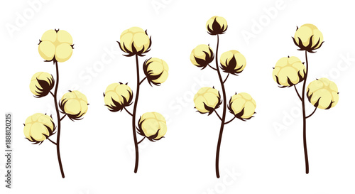 Collection of four natural cotton plant branches with white bolls on brown stems for botanical art and agriculture themes.