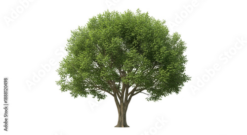 Lush green tree in full bloom