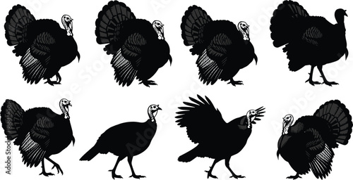Black and white turkeys in various poses white background bird silhouettes animal poultry