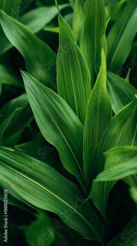 Wallpaper Mural Close-Up of Lush Green Corn Leaves Creating Natural Texture Background Symbolizing Agriculture, Growth, Sustainability and Fresh Organic Farming Torontodigital.ca