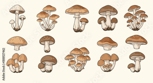 Scientific collection of various edible and wild mushrooms illustrated with detailed textures and natural brown tones on a light background.
