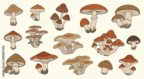 Educational collection of different mushroom species illustrated with realistic details and natural brown colors on a cream background.