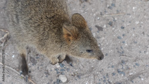 A small quokka sits calmly under a tree on Rottnest Island, Australia, gently breathing as it rests in the shade. The peaceful moment captures the natural behavior of this iconic and friendly animal