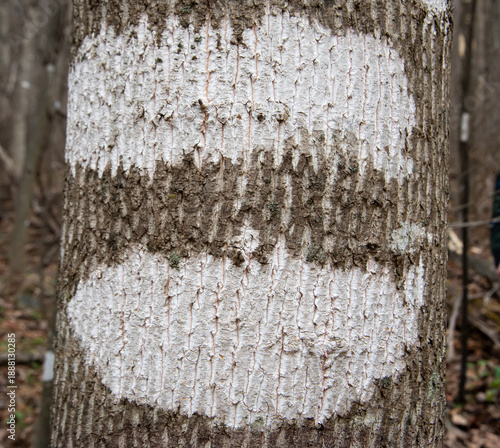 Close-up view of Can of worms lichen (Stictis urceolatum) growing on trunk of tulip tree (Liriodendron tulipifera) in forest in Blue Ridge Mountains of Virginia.