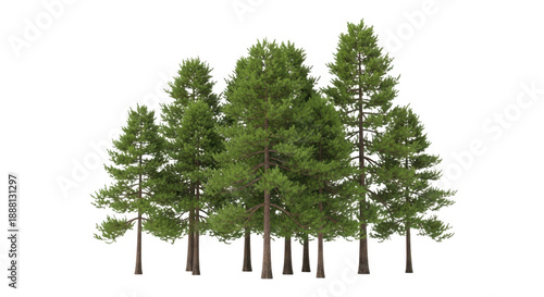 Group of tall pine trees