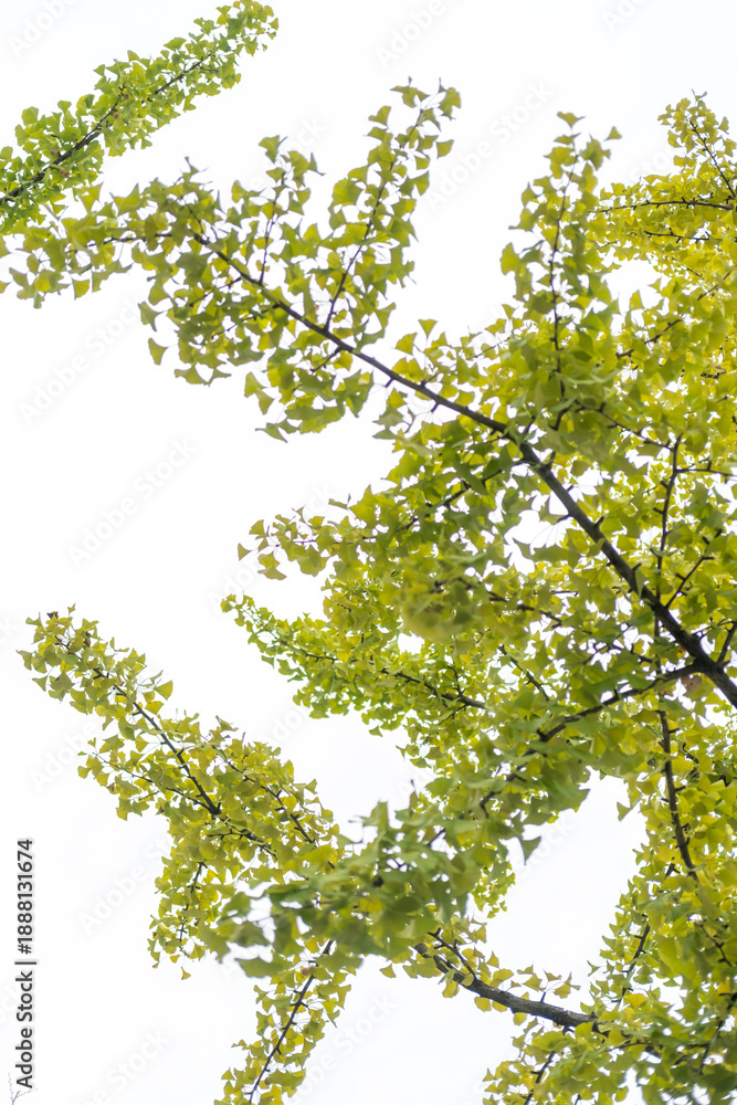 Fototapeta premium Ginkgo with green leaves, with white sky in the background