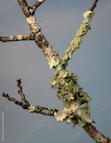 Various species of crustose and foliose lichen growing on a witchhazel twig in winter in central Virginia