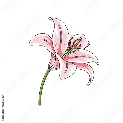 Pink Lily Flower with Stem