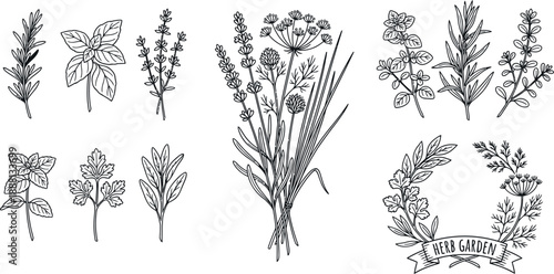 Botanical line art herb garden collection vector illustration