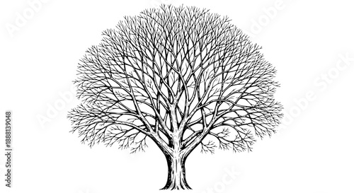 Detailed black ink sketch of a large deciduous tree with bare branches against a white background, representing winter or dormancy