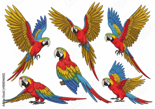 Colorful detailed vector illustration of scarlet macaw parrots in various poses with vibrant red, blue, yellow, and green feathers on white background