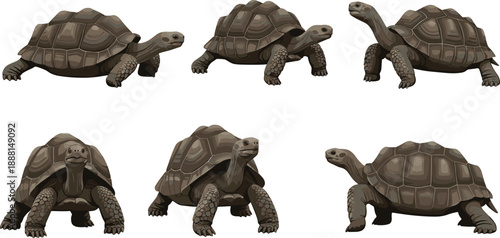 Realistic Tortoise Illustration Vector Set with Multiple Walking and Standing Poses for Wildlife Design, Nature Education, Games, and Digital Art Projects