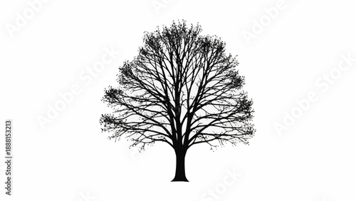 Silhouette of a large deciduous tree with bare branches against a white background.