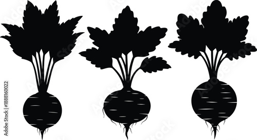 Set of three black silhouette icons of root vegetables with leafy tops for agricultural and botanical visuals