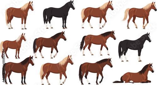 Horse Illustration Set Featuring Multiple Breeds and Poses Including Standing, Walking, and Resting Horses for Farm Life, Equestrian Design, and Vector Graphics