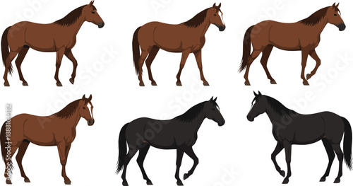 Horse Walking Illustration Set Featuring Brown and Black Horses in Side View Poses for Equestrian Design, Farm Life Graphics, Wildlife Art, and Vector Projects