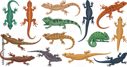 Lizard and Gecko Illustration Set Featuring Multiple Reptile Species in Top and Side Views for Wildlife Education, Biology Projects, and Vector Design