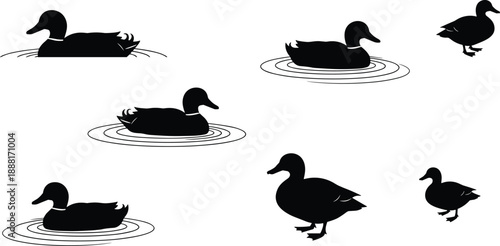 Silhouette vector illustration of ducks swimming and walking with ripples, showcasing nature, wildlife, and duckling behavior