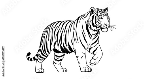 A black and white illustration of a tiger walking forward with a neutral background