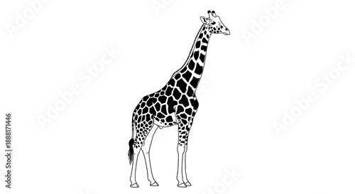 A giraffe standing in a neutral background viewed from the side