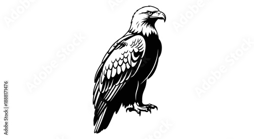 An eagle illustration showcasing its sharp talons and detailed feathers in a vector graphics file.