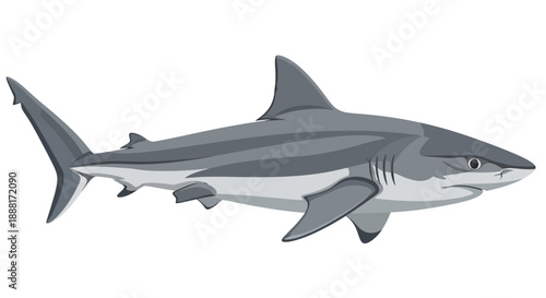 Illustration of a shark swimming in the ocean viewed from the side