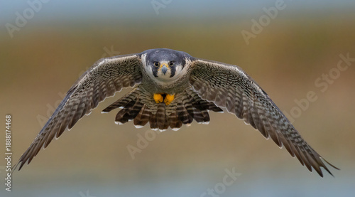 Fotografi Peregrine falcon hunting ducks in Florida
