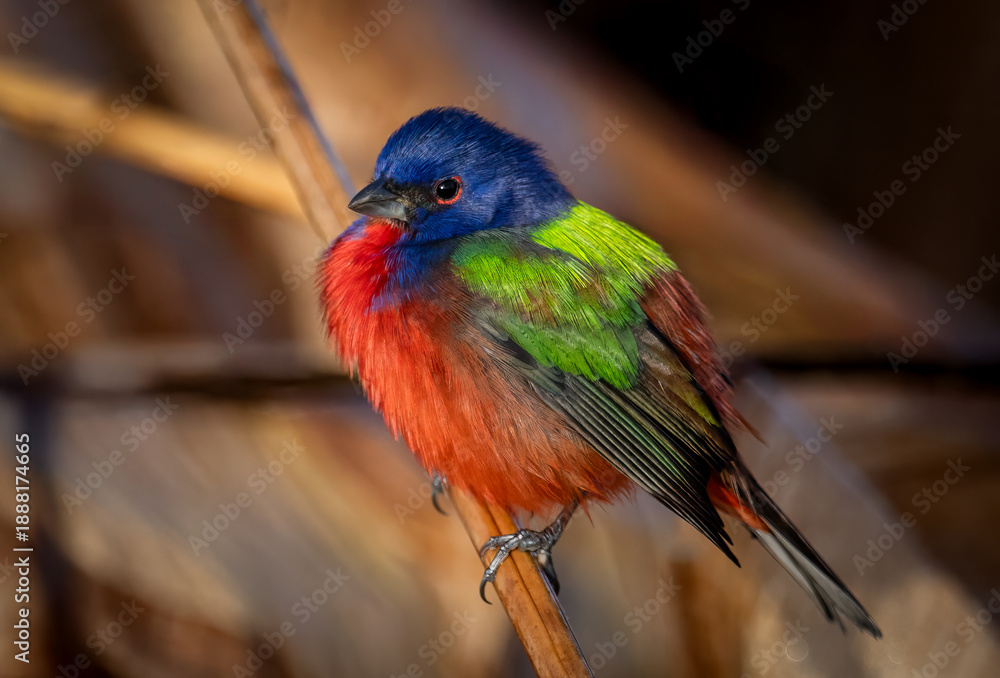 Fototapeta premium A painted bunting in Florida 
