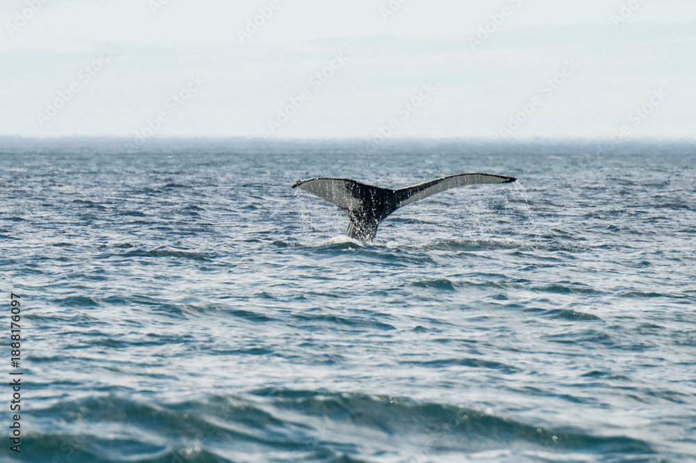 Fototapeta premium humpback whale tail