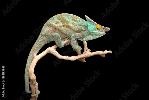 colourful lizard Parson's chameleon isolated on black background