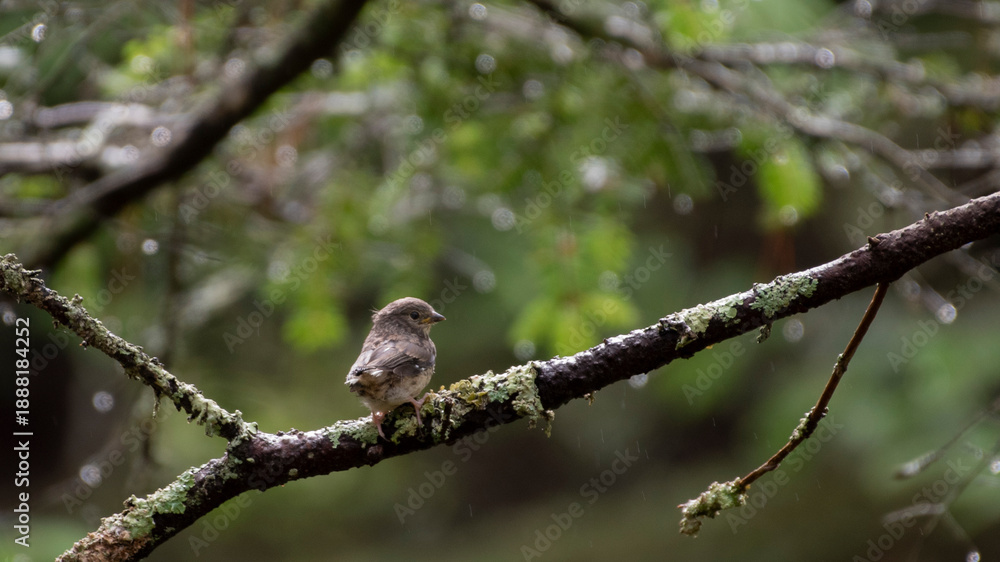 Εκτύπωση καμβά Dark Eyed Junco