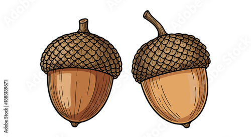 Hand drawn illustration showing two brown acorns with textured caps and smooth nut bodies isolated on a plain white background.
