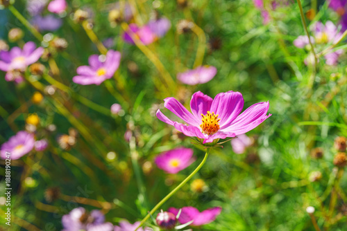 Close up, macro of pink cosmos flower blooming in green summer garden with colorful blurred background and natural sunlight. Nature, floral and seasonal concepts. Floral decor for landscape design
