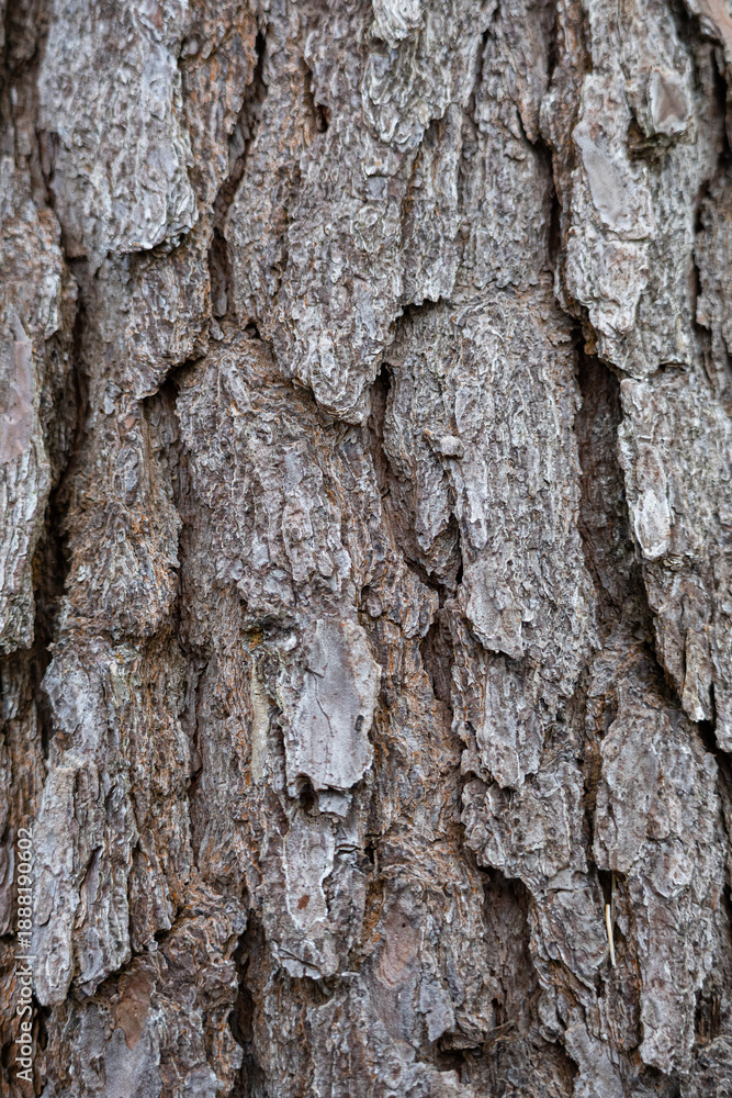 Obraz premium Rough Tree Bark Texture Close Up
