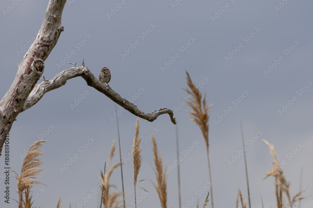 Naklejka premium Song Sparrow Perched on Bare Branch in Marsh