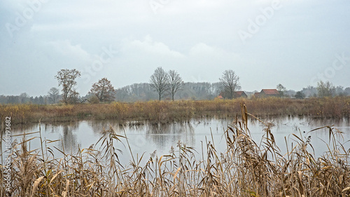 Canvas Print autumn marsh landscape with bare trees and golden reed reflecting in the water i
