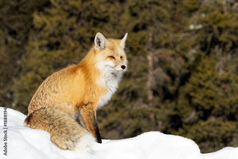 Fototapeta premium Yellowstone Red Fox Resting in the Sun