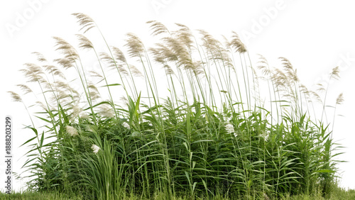 Tall green reeds with feathery white plumes blowing gently in the wind on transparent background